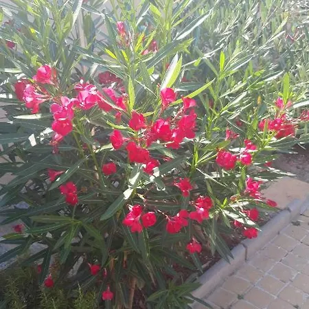 דירה Leon פורץ